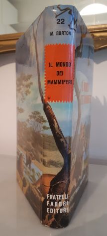 IL MONDO DEI MAMMIFERI, MAURICE BURTON, FRATELLI FABBRI EDITORI 1963. - Foto 4