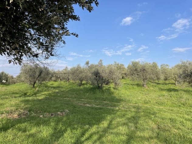 Uliveto in vendita a Casale Marittimo - Foto 13