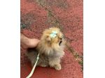 Cucciola di pomerania, femmina , 4 mesi
