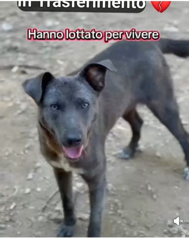 MIELE E MILO MIRACOLI D' AMORE CUCCIOLI IN ADOZIONE - Foto 6