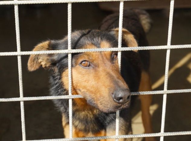 CANE IN ADOZIONE: GRISU' il lupetto abbandonato, taglia medio contenuta - Foto 4