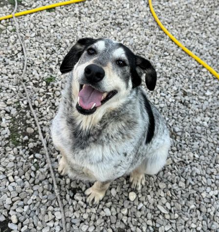 Mila 4 anni Taglia media - Foto 2