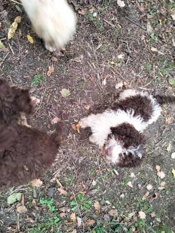 Cuccioli di Lagotto Romagnolo - Foto 4