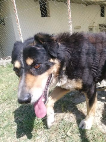 GATSBY CAGNOLINO IN ADOZIONE - Foto 8