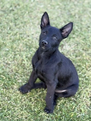 3 dolci CUCCIOLI total black! Bellissimi - Foto 5