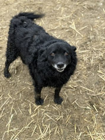 DIOR, cagnolina sorridente cerca amore! - Foto 9