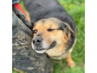 NICOLETTA CERCA SALVEZZA CANE IN ADOZIONE