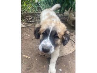 Lillino cucciolo