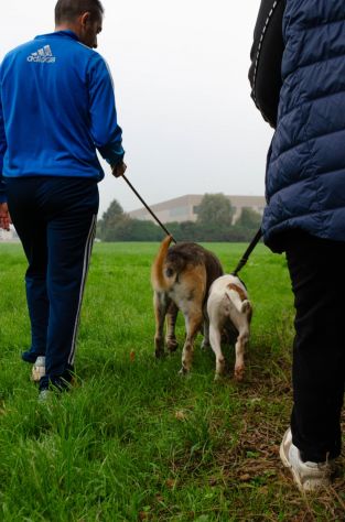 THEO, 7 ANNI, IL SUO PROPRIETARIO HA UNA BRUTTA MALATTIA E LUI CERCA CASA!! - Foto 5
