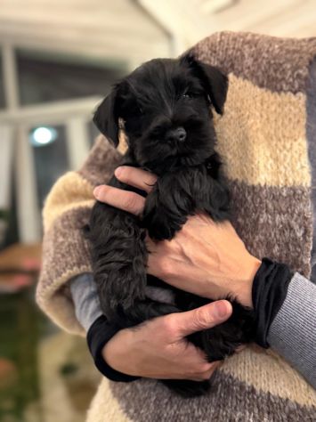 Zwergschnauzer comunemente detto Schnauzer nano - Foto 5