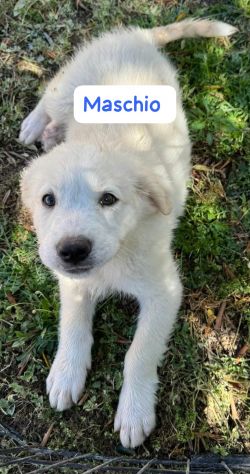 CUCCIOLI 3 MESI - Foto 3