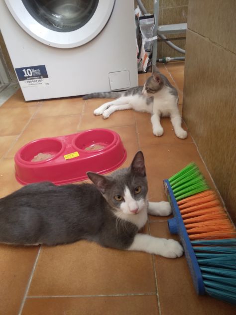 Gattini - Foto 4