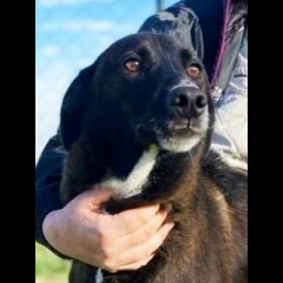 DOLCI GIOVIALI CAGNOLINI IN ADOZIONE
