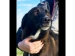 DOLCI GIOVIALI CAGNOLINI IN ADOZIONE