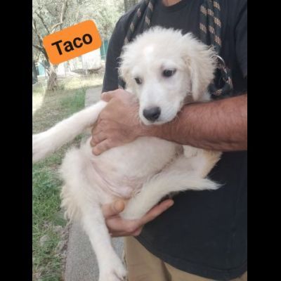 TICO E TACO MERAVIGLIE DI CUCCIOLI MIX GOLDEN/PMA IN ADOZIONE - Foto 10