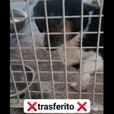 Dado bassotto in adozione - Foto 4