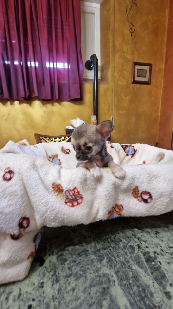 Cuccioli di chihuahua - Foto 3