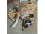 LEO ADORABILE E COCCOLONE CANE IN ADOZIONE
