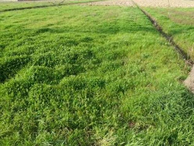 terr edif porc 200 - Terreno Edificabile a Porcari