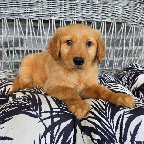 Bellissimi cuccioli di Golden Retriever - Foto 3