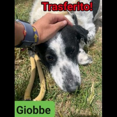 GIOBBE LO SGUARDO DELLA RASSEGNAZIONE. CAGNOLINO IN ADOZIONE - Foto 2