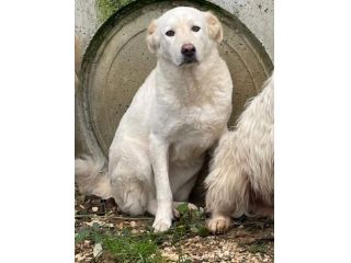 Kira