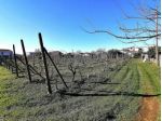 Terreno agricolo in vendita a Alteta - Massa 1600 mq  Rif: 1026924