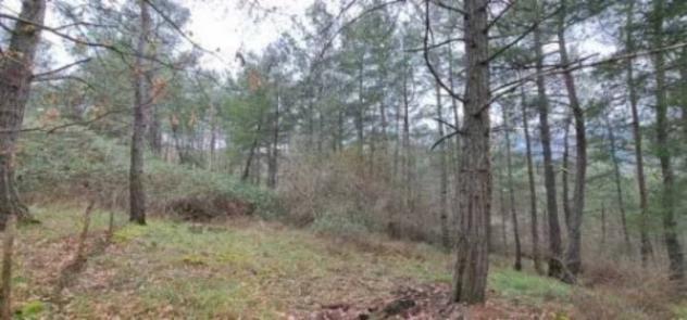 Immobile in asta di 15850 m² in vendita a Piancastagnaio - Foto 7