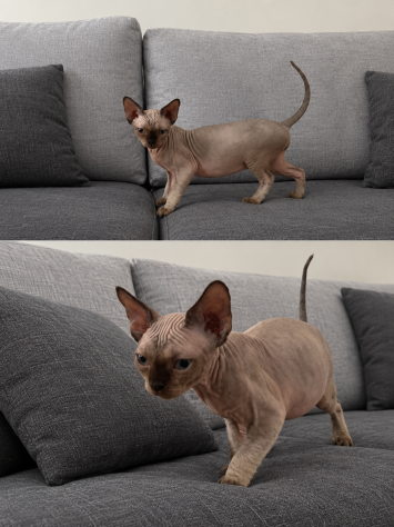 Devon Rex