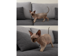 Devon Rex