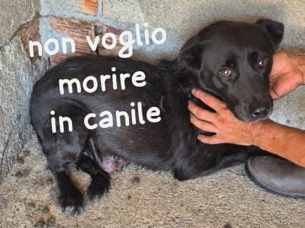 GILDA 9 ANNI taglia media