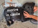 GILDA 9 ANNI taglia media