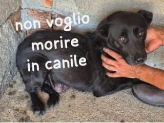 GILDA 9 ANNI taglia media