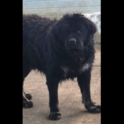 BLACKY DONIAMOGLI LA SUA OCCASIONE CANE IN ADOZIONE - Foto 2