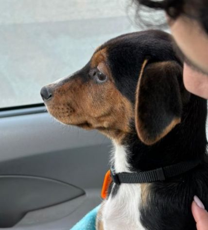 Albert, cucciolo meraviglia - Foto 5