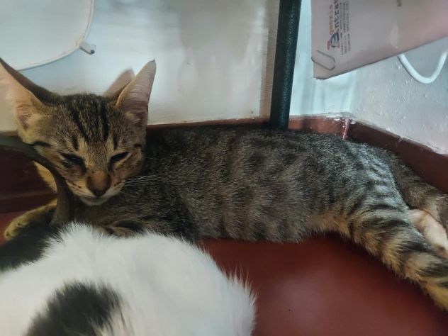Regalo gattini - Foto 5