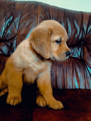 Golden Retriever Americani - Foto 4