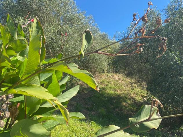 Terratetto in vendita a Rigoli - San Giuliano Terme 95 mq Rif: 1353697 - Foto 6