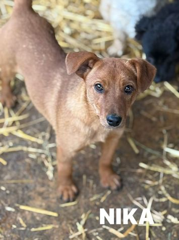 NIKITA, trottolina coccolona aspetta voi! TG PICCOLA - Foto 4