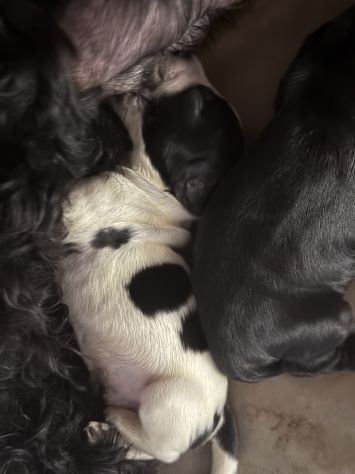 Cuccioli cocker spaniel - Foto 4