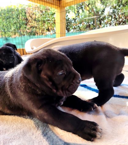 Cuccioli cane corso alta genealogia - Foto 6