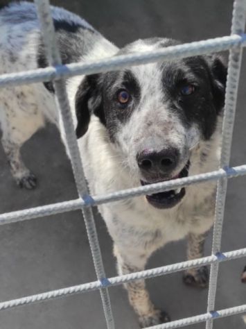 CANE IN ADOZIONE: ESCAPE, taglia medio contenuta. - Foto 3