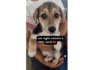 CUCCIOLI 3 MESI Taglia media