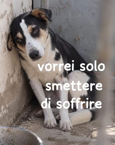 TERRY 6 ANNI 15 KG - Foto 2