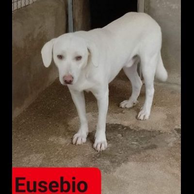 EUSEBIO, ERCOLE, ERIBERTO CAGNOLINI IN ADOZIONE