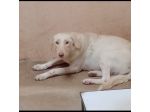 ELETTRA UNA DELLE MIGLIAIA DI ANIME PERSE CAGNOLINA IN ADOZIONE