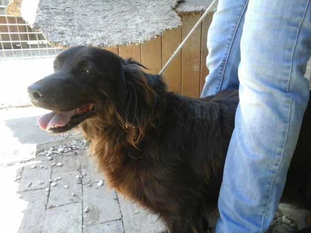 HANSEL, tenero cagnolino - Foto 2