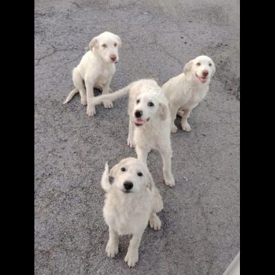 MERAVIGLIOSI CUCCIOLI IN ADOZIONE - Foto 2