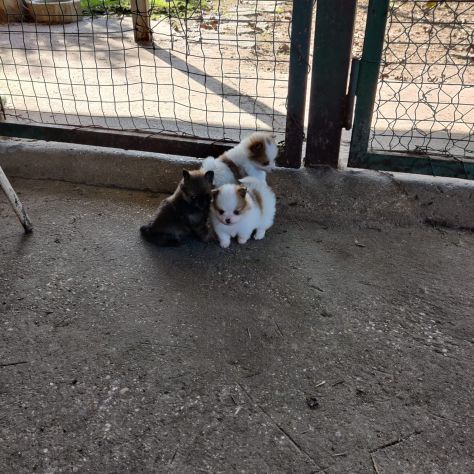 Cuccioli di Volpino della Pomerania Toy