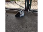 Cuccioli di Volpino della Pomerania Toy